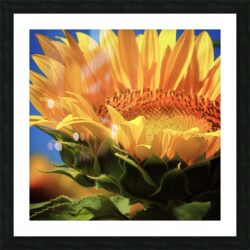 Fotaraium | Sunflower Petals Full Bloom Framed Giclée Print