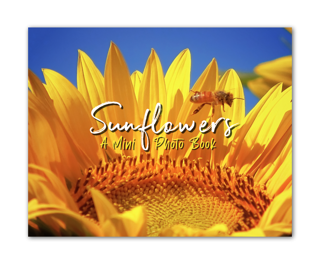 Sunflowers | A Mini Photo Book